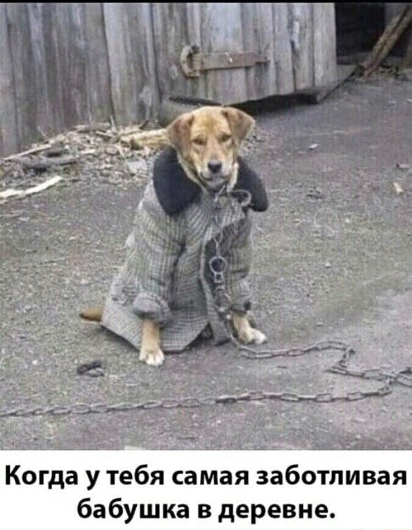 _А Когда у тебя самая заботливая бабушка в деревне