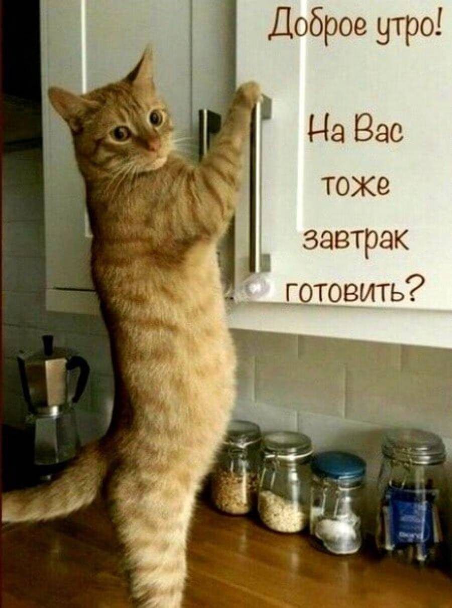Доброе утро На Вас токе завтрак _ Готовить
