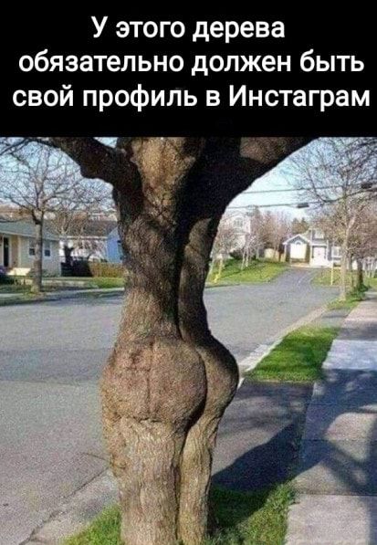 У этого дерева обязательно должен быть свой профиль в Инстаграм