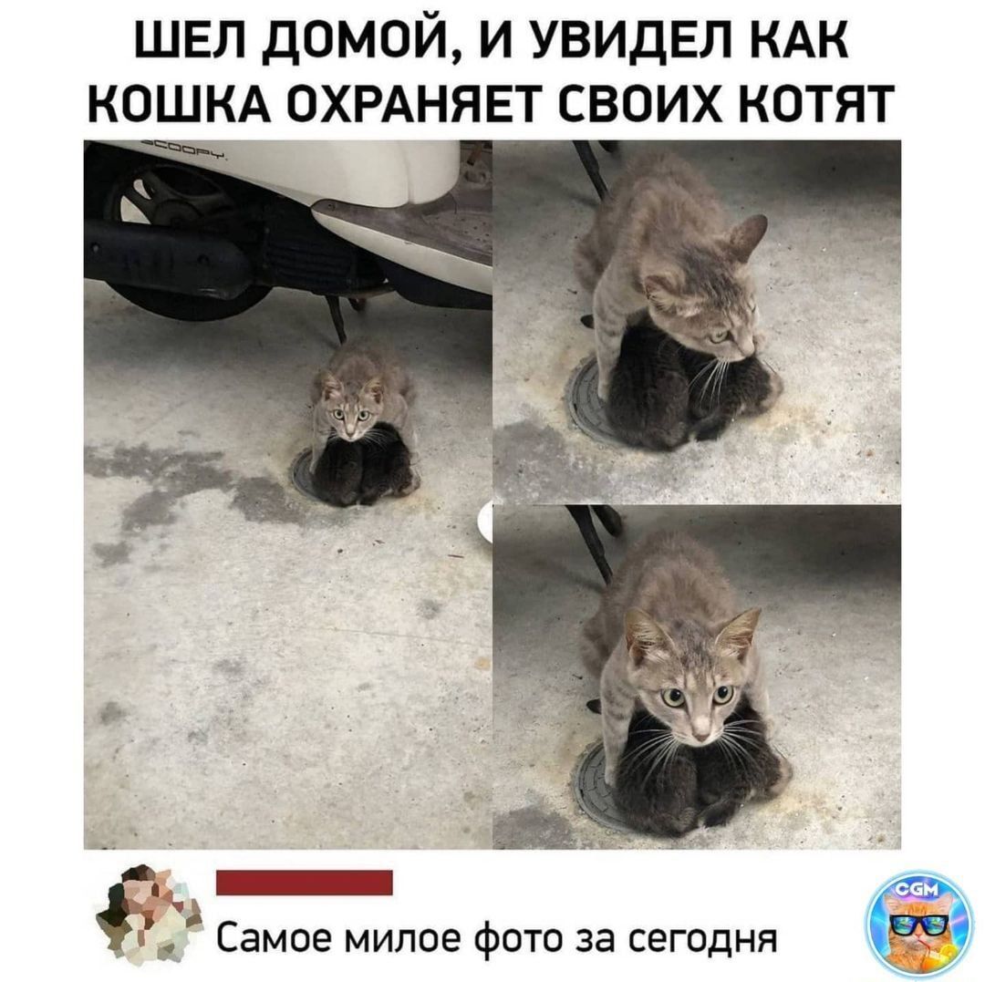 ШЕЛ ДОМОЙ И УВИДЕЛ КАК КОШКА ОХРАНЯЕТ СВОИХ КОТЯТ Ур _ Самое милое фото за сегодня д