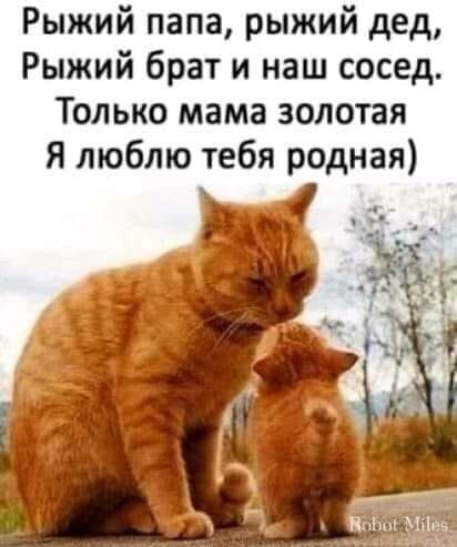 Рыжий папа рыжий дед Рыжий брат и наш сосед Только мама золотая Я люблю тебя родная