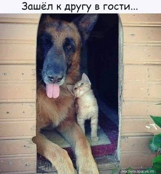 Зашёл к другу в гости
