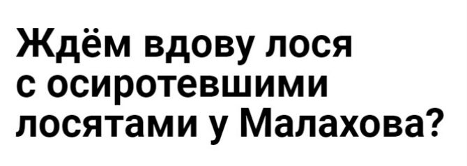 Ждём вдову лося с осиротевшими лосятами у Малахова
