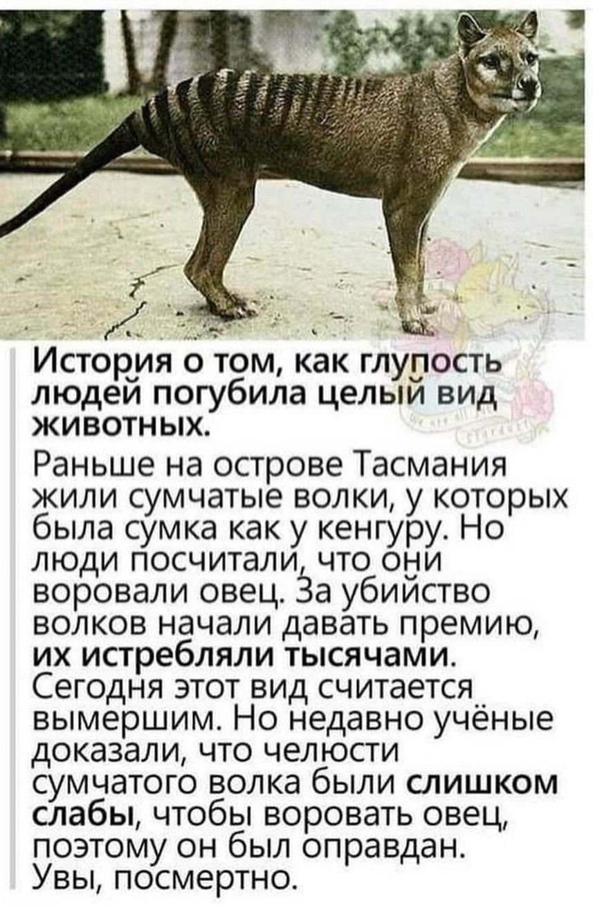 ИСТОРИЯ 0 ТОМ как ГЛУПОСТЬ людей погубила целый ВИД животных Раньше на острове Тасмания жили сумчатые волки у которых была сумка как у кенгуру Но люди посчитали что они воровали овец За убииство волков начали давать премию их истребляли тысячами Сегодня этот вид считается__ вымершим Но недавно ученые доказали что челюсти сумчатого волка были слишком слабы чтобы воровать овец поэтому он был оправда
