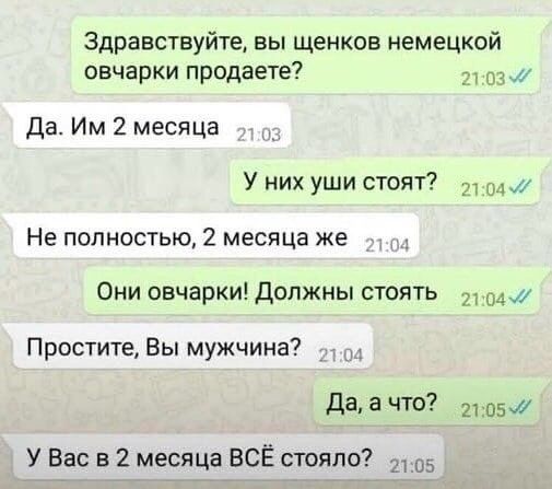 Здравствуйте вы щенков немецкой овчарки продаете 31 од Да Им 2 месяца У них уши стоят их Не полностью 2 месяца же Они овчарки Должны стоять 041 Простите Вы мужчина да а что 2105 У Вас в 2 месяца ВСЁ стояло 25