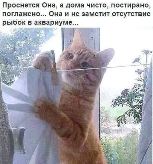 Проснется Она и дома чисто постирано поглажено Она и не заметит отсутствие рыбок в аквариуме