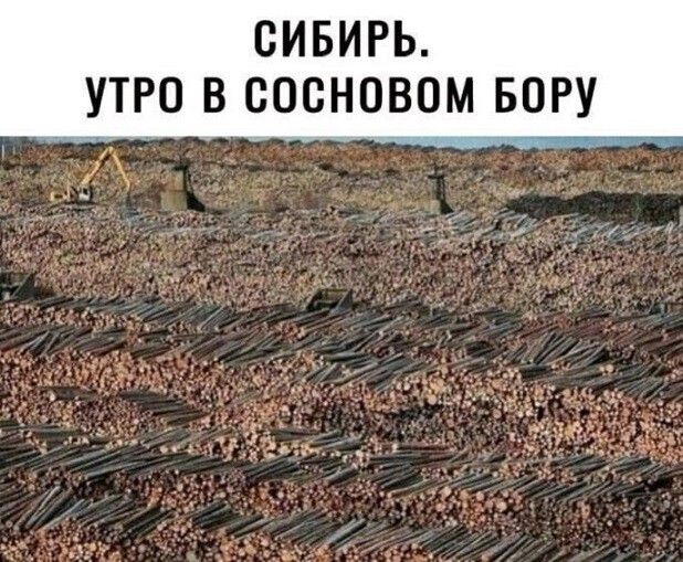 СИБИРЬ УТРО В СОСНОВОМ БОРУ