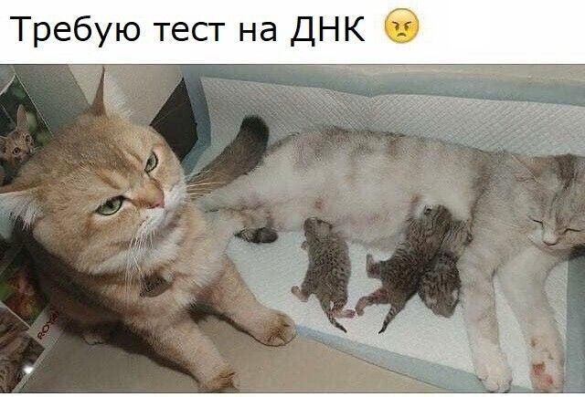 Требую тест на ДНК Лё