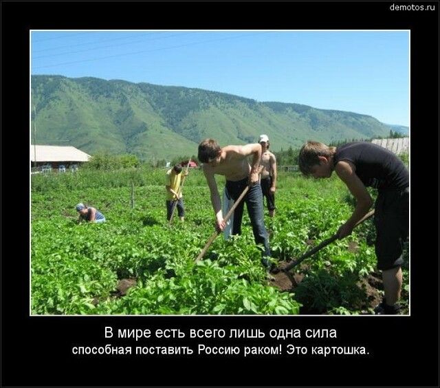 этою В мире есть всего лишь одна сипа способная поставить Россию раком Это картошка