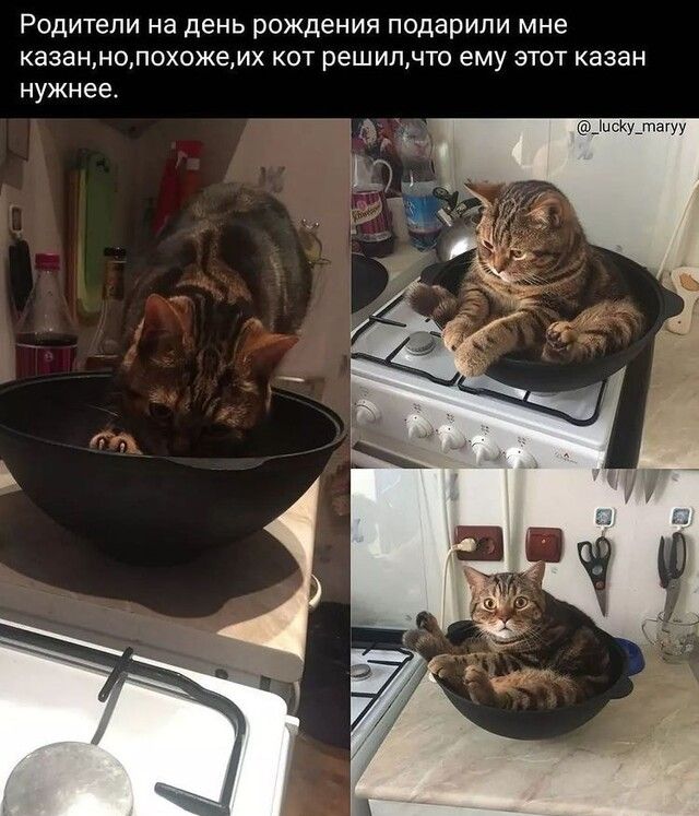 Родители на день рождения подарили мне казаннопохожеих кот решилчто ему этот казан нужнее