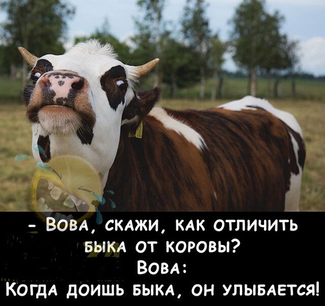 ч_ ВОВА СКАЖИ КАК отличить БЫКА от коровы ВОВА КОГДА доишь БЫКА он упывАется