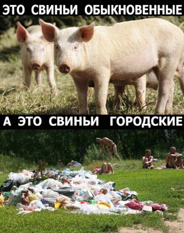 ЭТО СВИНЬИ ОБЫКНОВЕННЫЕ