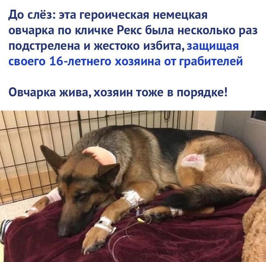 ДО СЛёЗ эта Героическая немецкая овчарка ПО КЛИЧКЕ Рекс была несколько раз подстрелена И жестоко избита эщ таг 1 дми