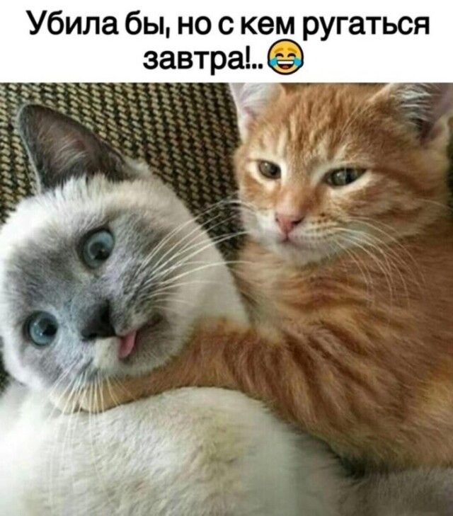 Убила бы но с кем ругаться завтра
