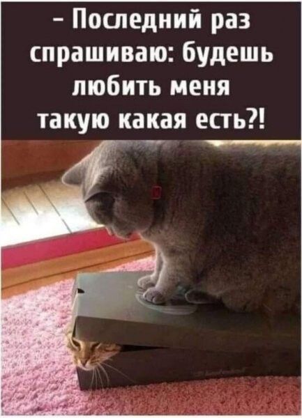 Последний раз спрашиваю будешь любить меня такую какая есть