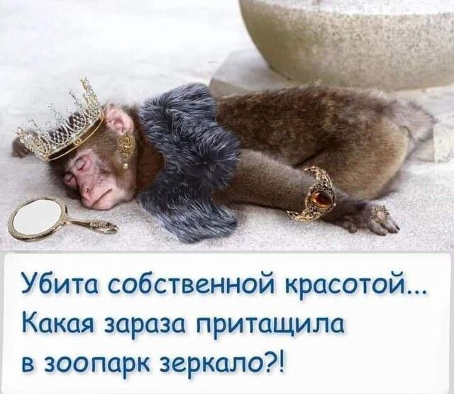 Убита собственной красотой Какая зараза притащила в зоопарк зеркало