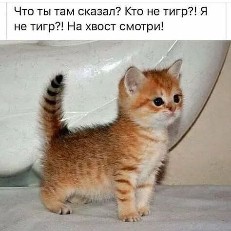 Что ты там сказал Кто не тигр Я не тигр На хвост смотри