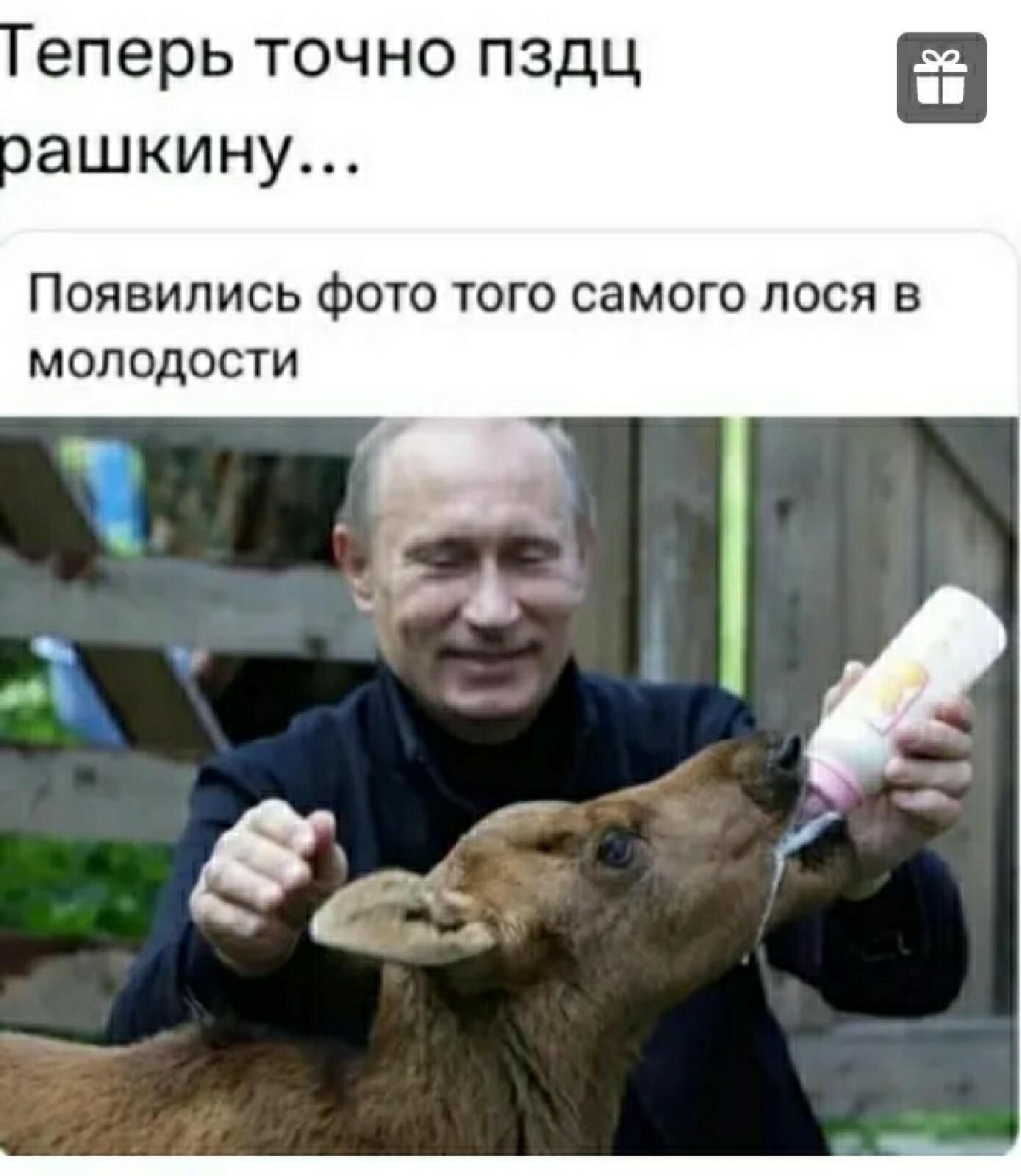 еперь точно пздц сашкину Появились фото того самого лося в мопедости