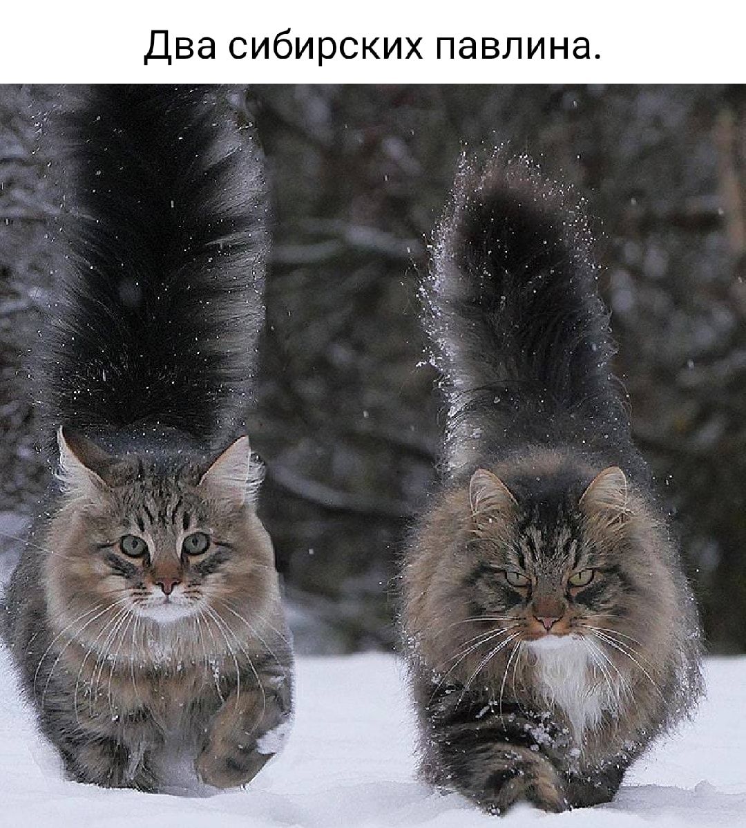 Два сибирских павлина