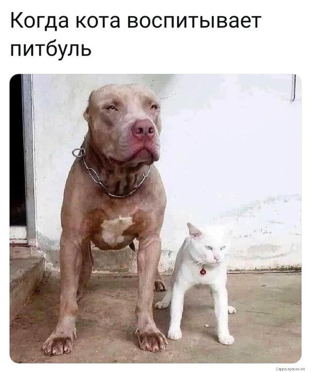 Когда кота воспитывает питбуль