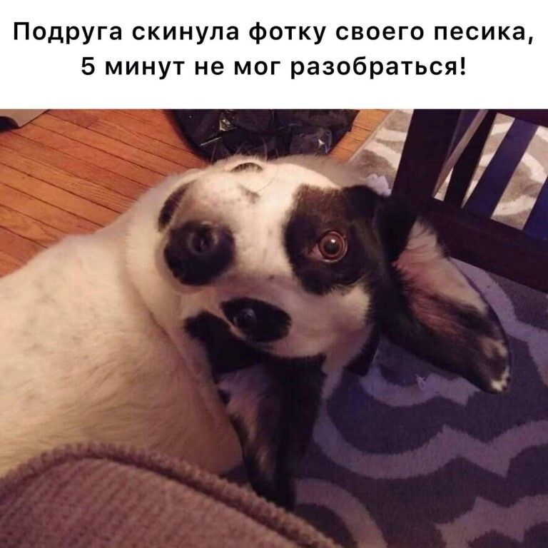 Подруга скинула фотку своего песика 5 минут не мог разобраться