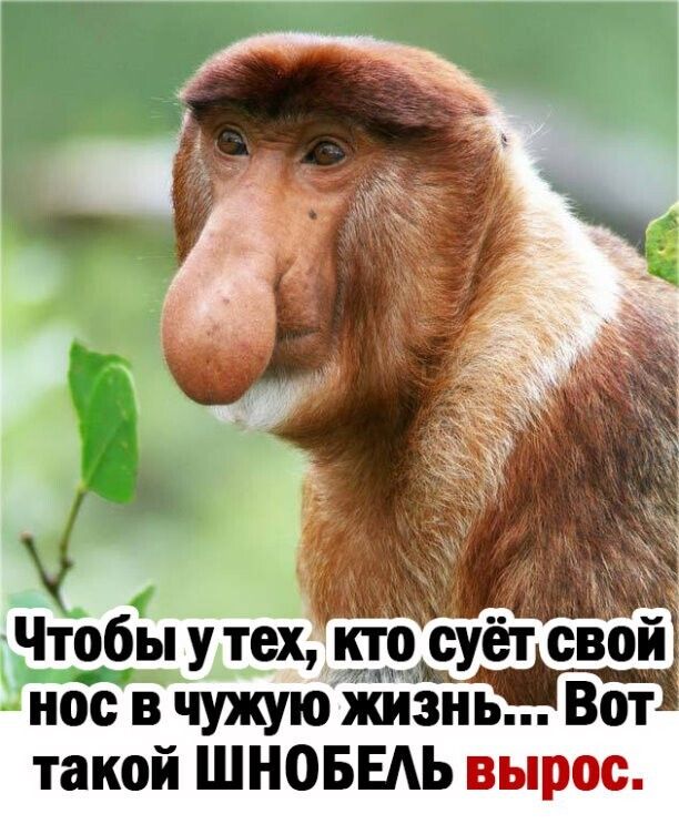 Чтобы у тех кто сует свой нос в чужую жизнь Вот такой ШНОБЕАЬ вырос