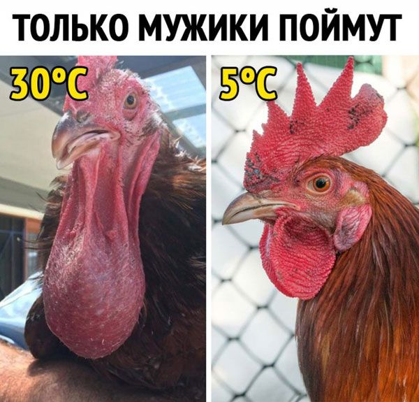 ТОЛЬКО МУЖИКИ ПОЙМУТ