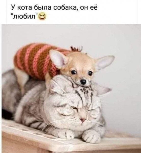 У кота была собака он её любил б