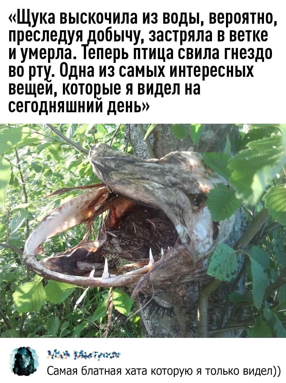 Щука выскочила из воды вероятно преследуя обычу застряла в ветке и умерла еперь птица свила гнездо во рту Одна из самых интересных ВЕЩЕИ КОТОЁЫЕ Я ВИДЕЛ на СЕГОДНЯ 153 Тута Самая блатная хата которую я только видел