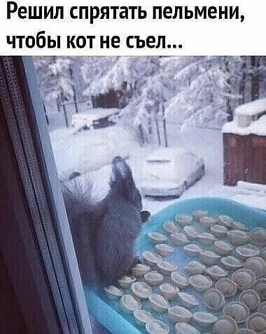 Решил СПРЯТЗТЬ ПЕЛЬМЕНИ ЧТОБЫ КОТ не съел