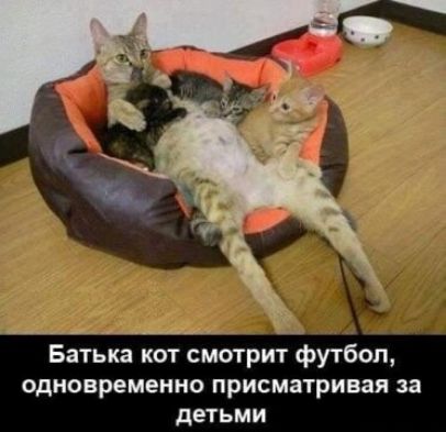 Батька кот смотрит футбол одновременно присматривая за детьми