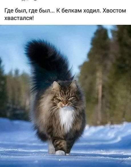 Где был где был К бепкам ходил Хвостом хвастапся