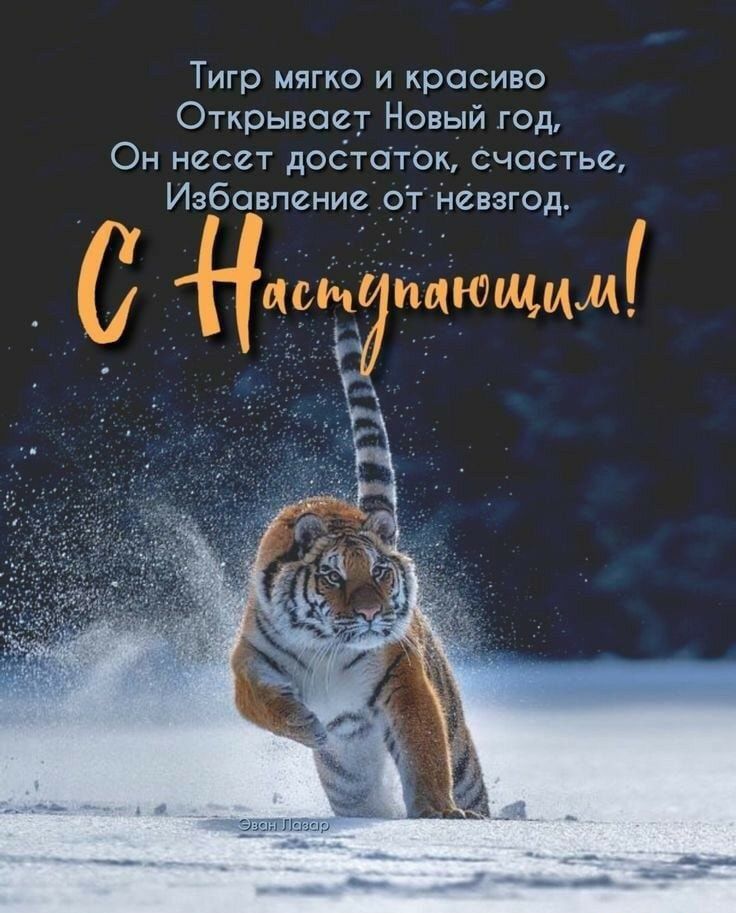 Тигр мягко и красиво Открывает Новый год Он несет достаток счастье Избавление от невзгод с НМО дающим
