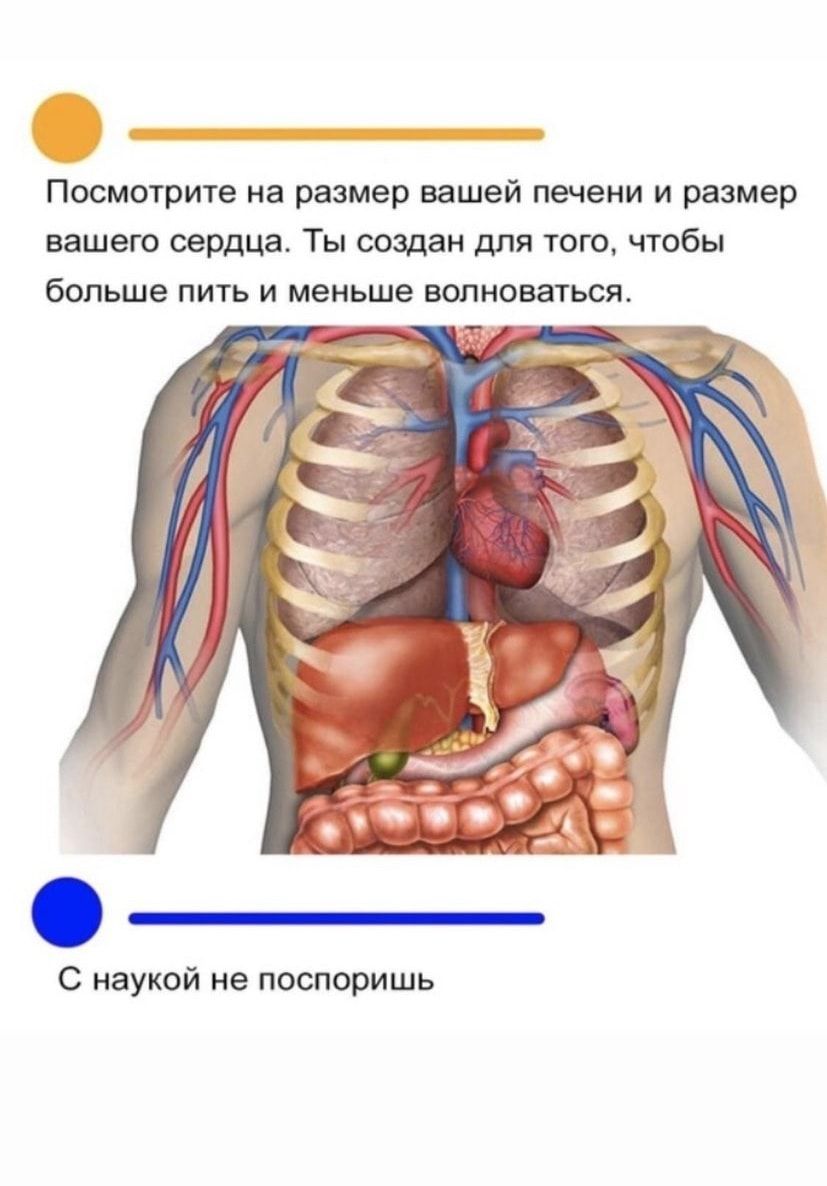 Посмотрите на размер вашей печени и размер вашего сердца Ты создан для того чтобы больше пить и меньше волноваться С наукой не поспоришь