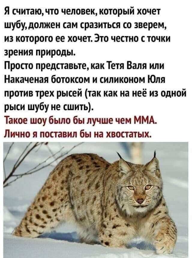Я считаючто человек который хочет шубудолжен сам сразиться со зверем из которого ее хочет Это честно с точки зрения природы Просто представьте как Тетя Валя или Накаченая ботоксом и силиконом Юля против трех рысей так как на неё из одной рыси шубу не сшить Такое шоу было бы лучше чем ММА Лично я поставил бы на хвостатых