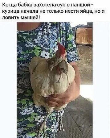 Когда бабка захотела суп с лапшой курица начала не только нести яйца на и ловить мышей