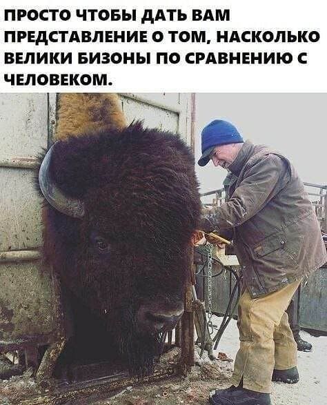 ПРОСТО ЧТОБЫ дАТЬ ВАМ ПРЕДСТАВЛЕНИЕ О ТОМ НАСКОЛЬКО ВЕЛИКИ БИЗОНЫ ПО СРАВНЕНИЮ С ЧЕЛОВЕКОМ