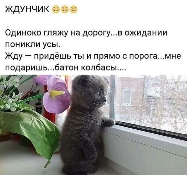 ЖДУНЧИК Одиноко гляжу на дорогув ожидании поникли усы Жду придёшь ты и прямо с порогамне подаришьбатон колбасы