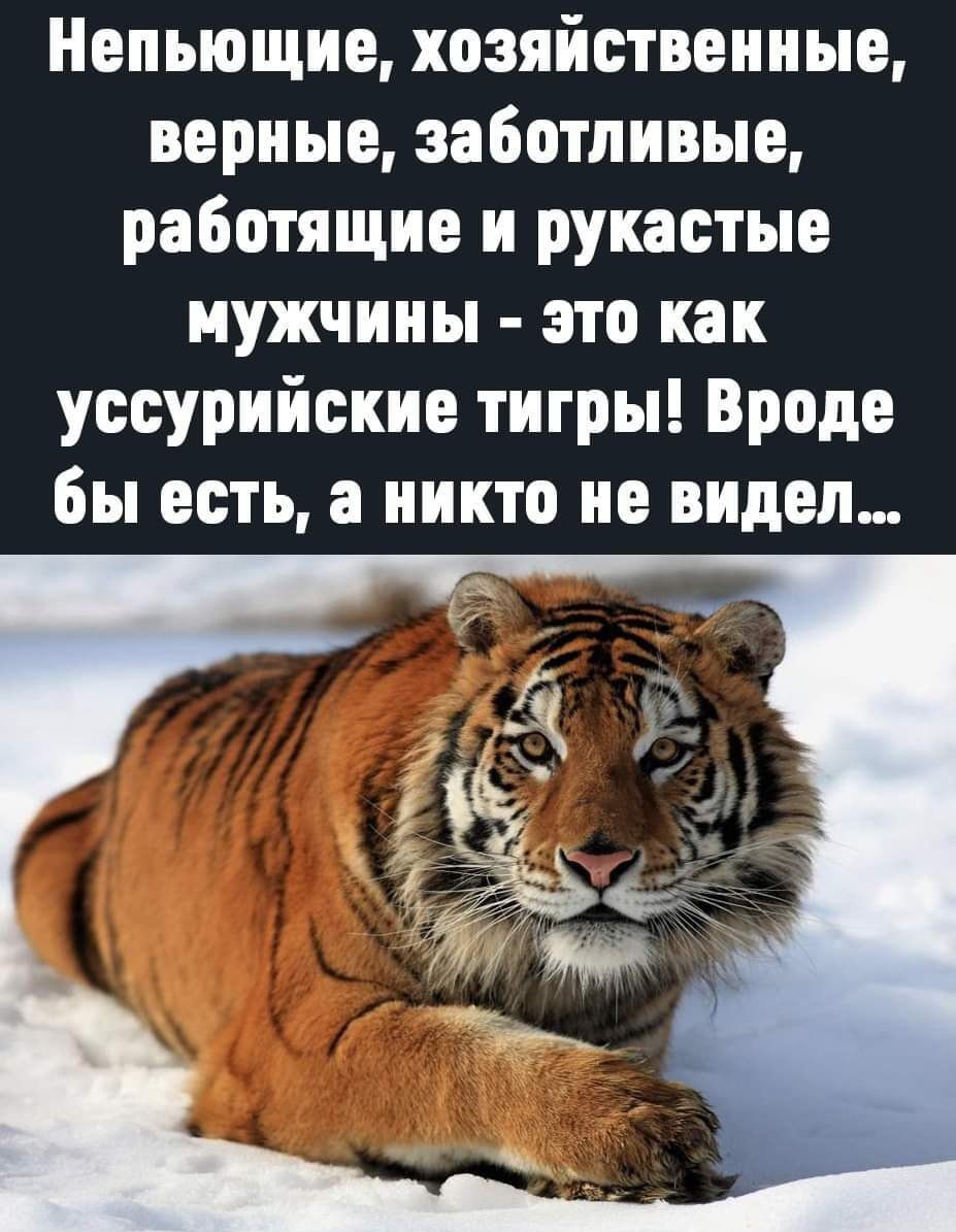 Непьющие, хозяйственные, верные, заботливые, работящие и рукастые мужчины  это как уссурийские тигры! Вроде бы есть, а никто не видел...