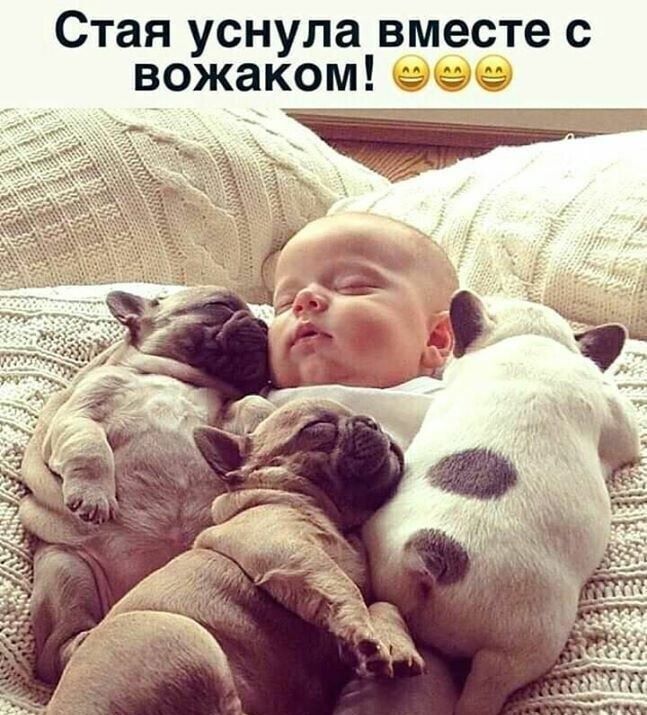 Стая уснула вместе с вожаком! Еосе