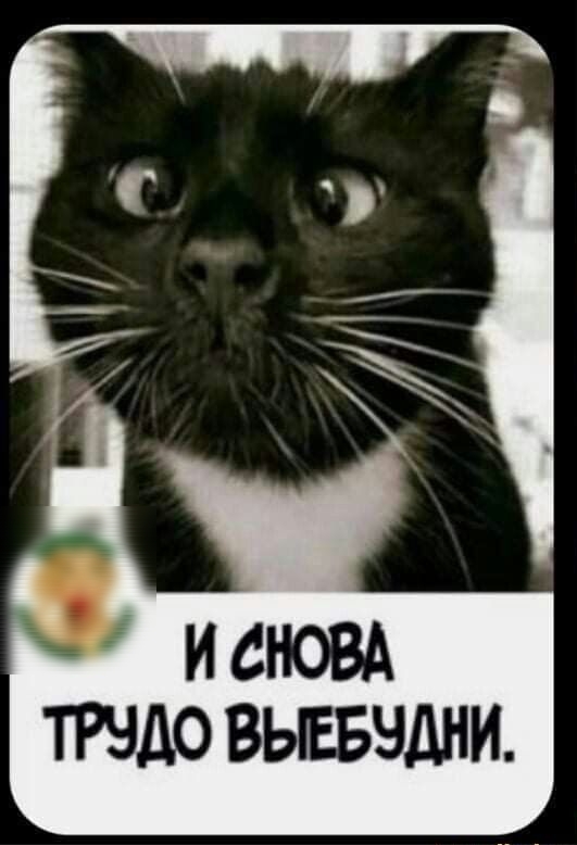 ТРНДО ВЫЕБЭДНИ