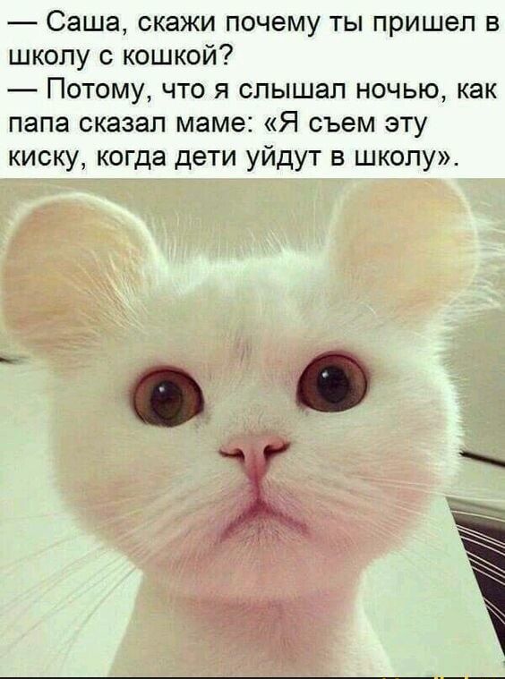 саша, скажи почему ты пришел в школу с кошкой?  Потому, что я слышал ночью, как папа сказал маме: «я съем эту киску, когда дети уйдут в школу».