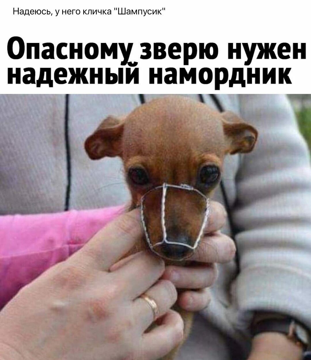 Надеюсь у него кличка Шампусик Опасномхзверю нужен надежныи намордник дке потому что любит тебя
