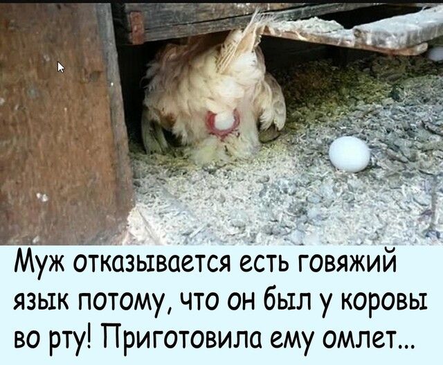 гщ 11 ё Муж отказывается есть говяжии язык потому что он был у коровы во рту Приготовила ему омлет