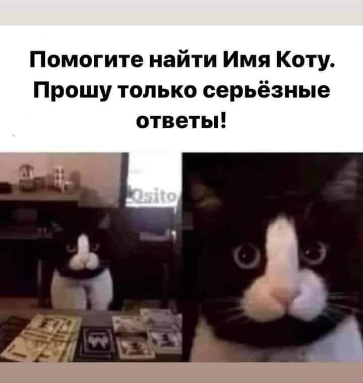 Помогите найти имя коту. Прошу только серьёзные ответы!