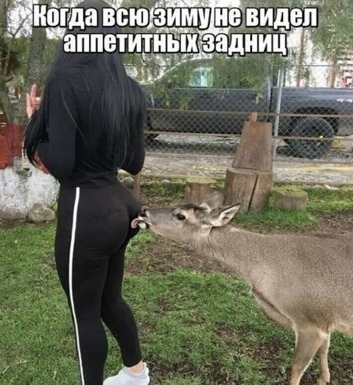 ПЁЙаВЕФвидав апиттиьш задщд ч с
