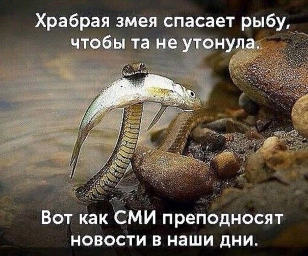 Храбрая змея спасает рыбу,  вот как сми преподносят новости в наши дни.