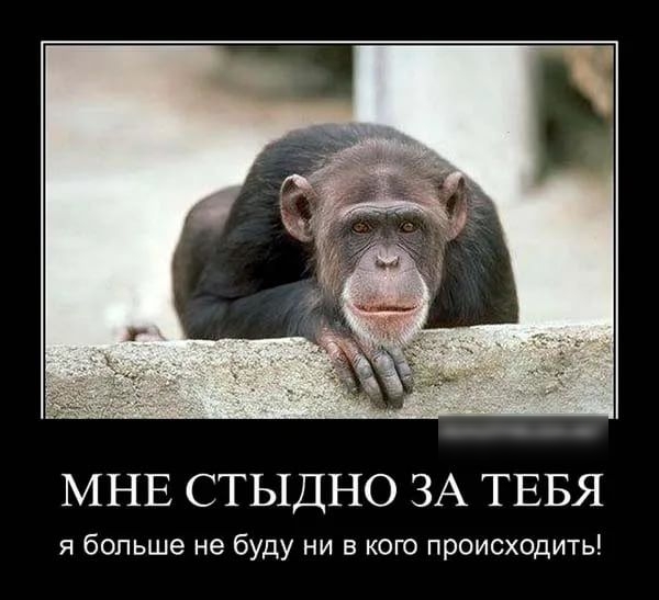 МНЕ СТЫДНО ЗА ТЕБЯ я больше не буду ни в кого происходить