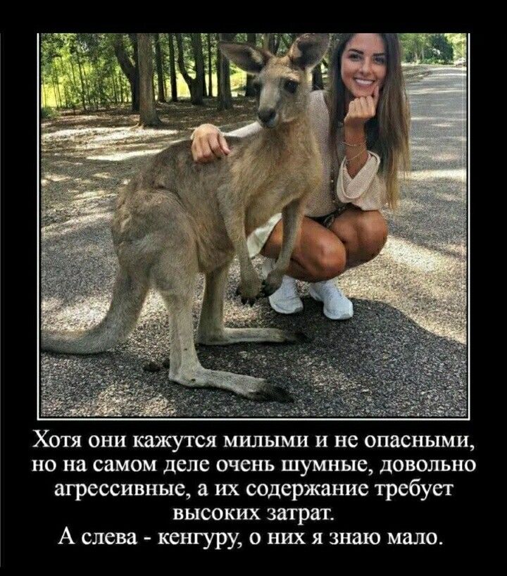 Хотя они кажутся милыми и не опасными НО на СШОМ деле очень шумные довольно агрессивные их содержание требует высоких затрат А слива кенгуру о них я знаю мало
