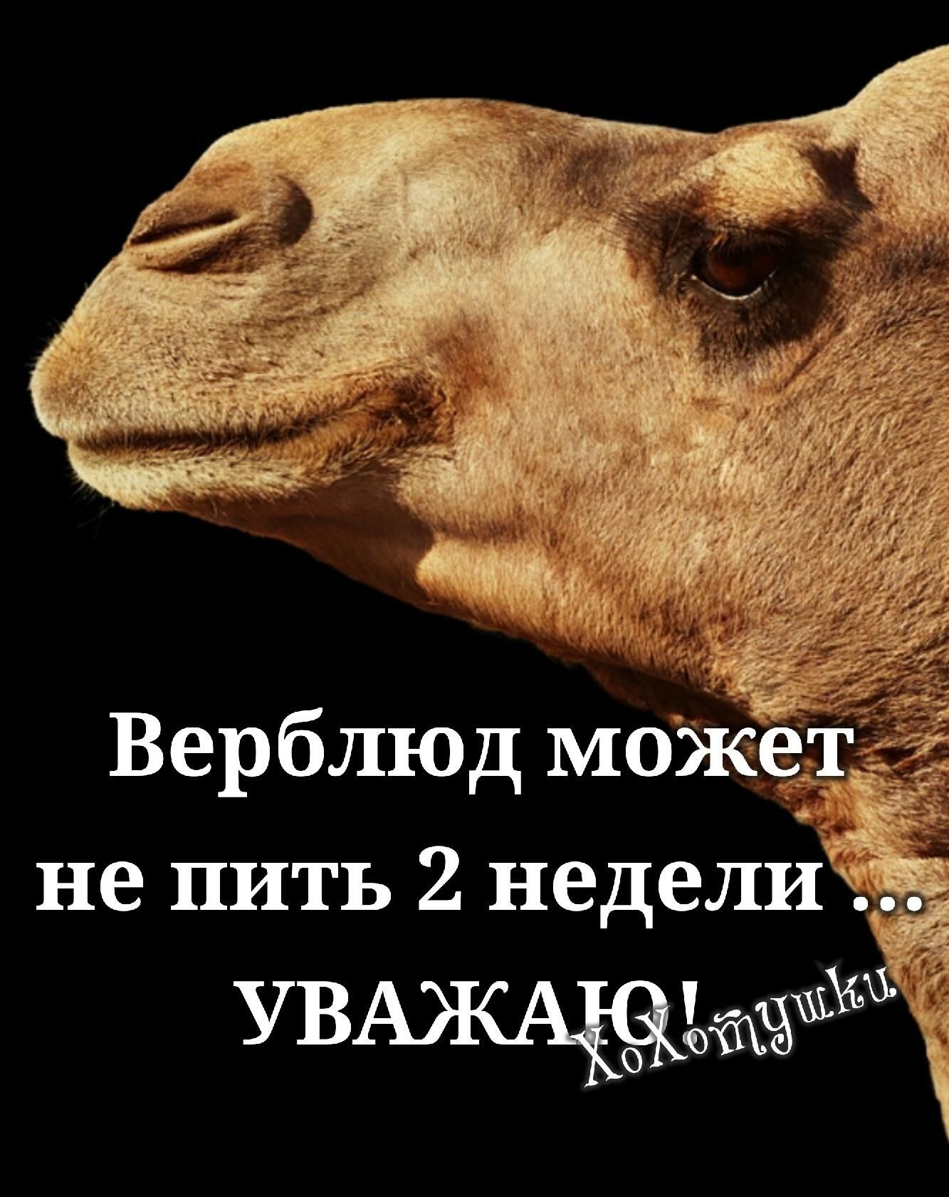 не пить 2 недели УВАЖАа